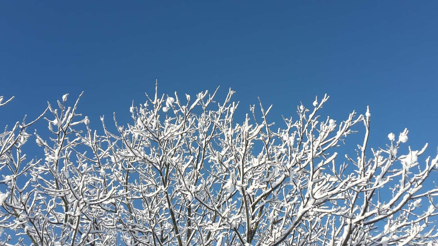 White branches, blue sky - Corel Discovery Center