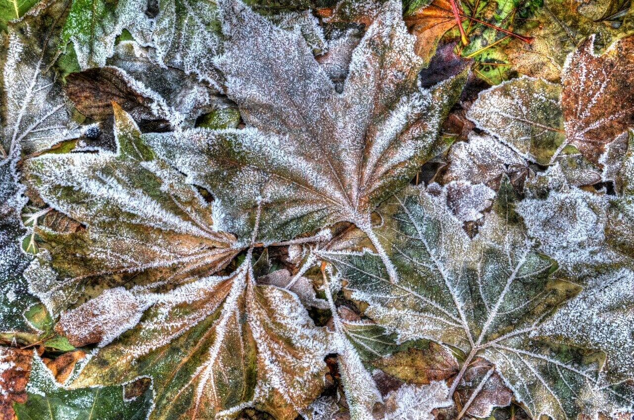FrostedLeaves-1024x678