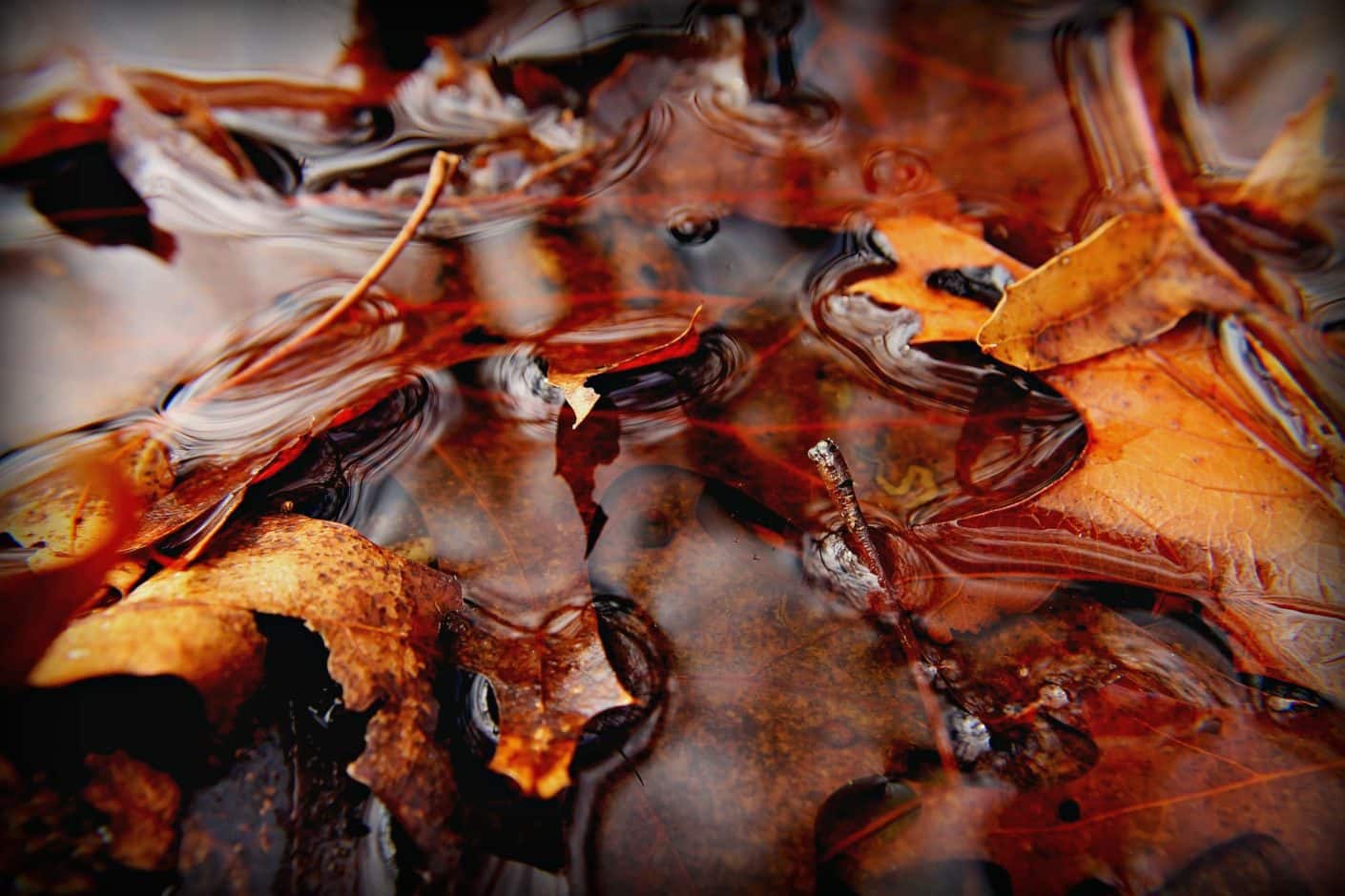 Floating Fall Leaves - Corel Discovery Center