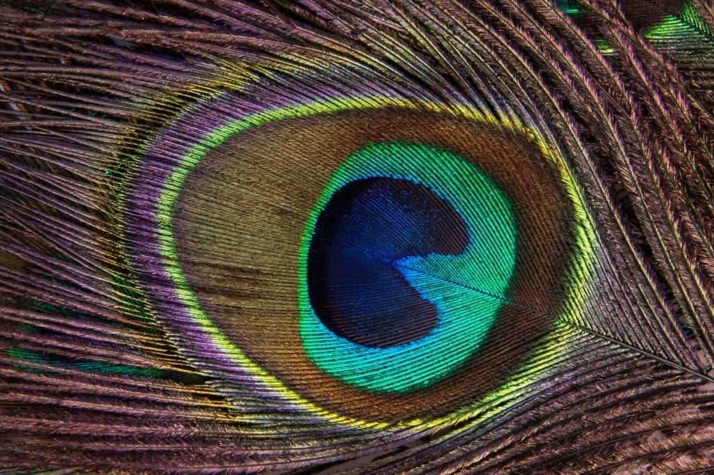 peacock-feather-186339-1024x682