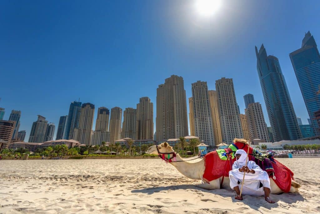 DUBAI, UAE - OCTOBER 11: Bedouin with camels on the beach at Jumeirah Beach Residence in Dubai. October 11, 2014 in Dubai, United Arab Emirates