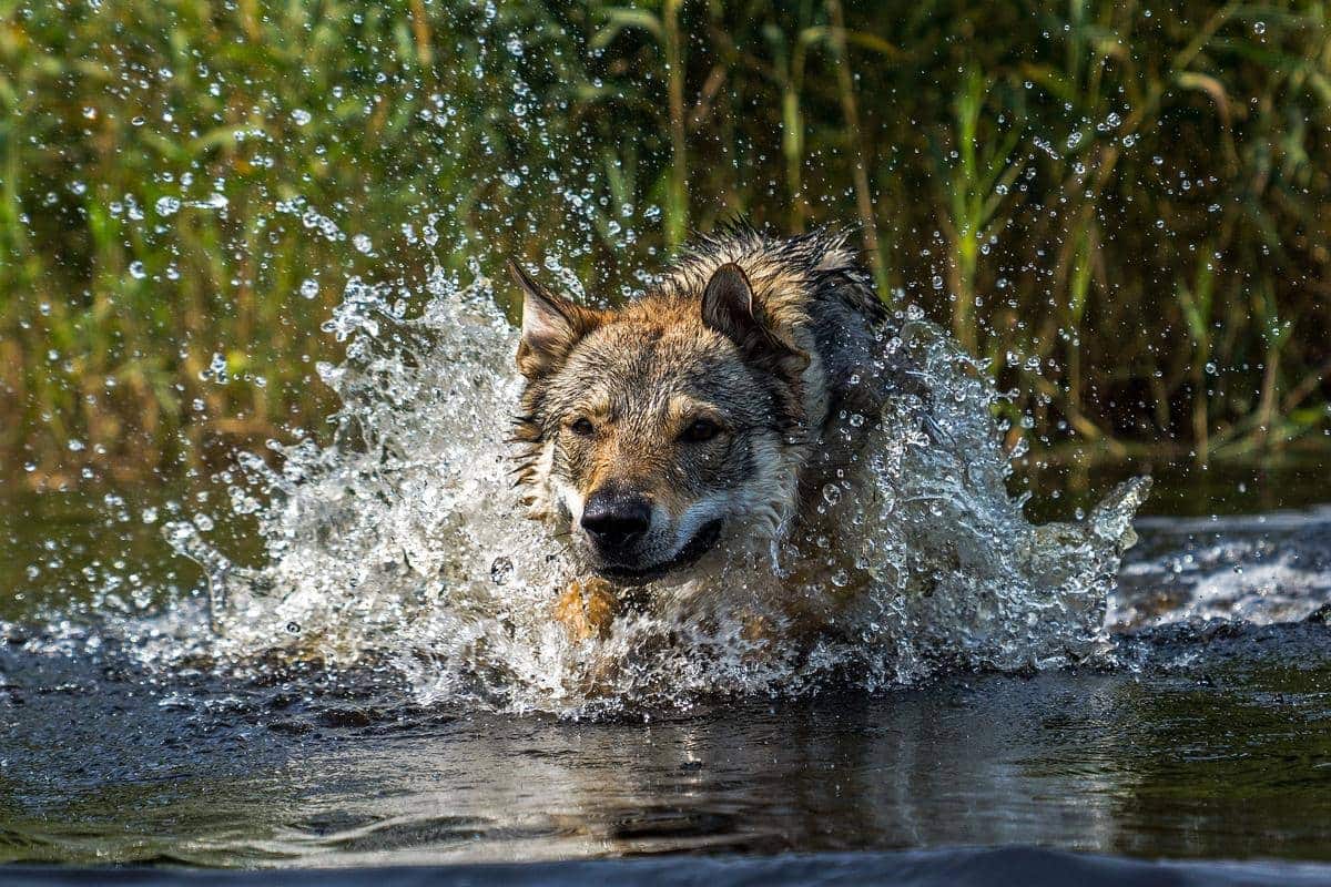 Wolfdog in the lake