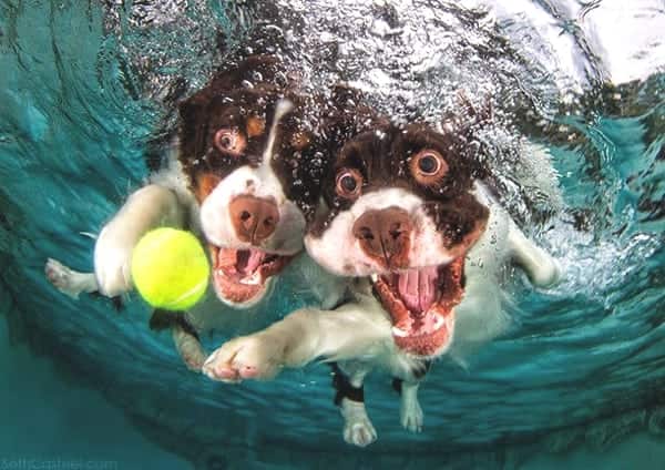 Seth-Casteel-Underwater-puppies07