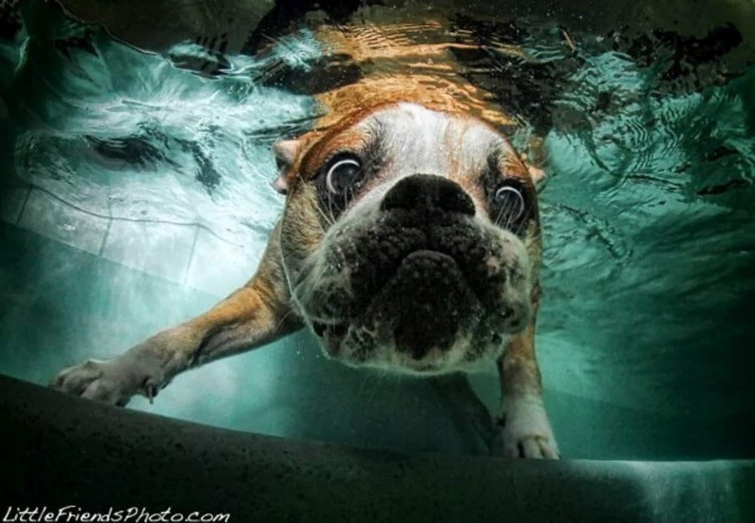 Underwater-Dogs-by-Seth-Casteel-17
