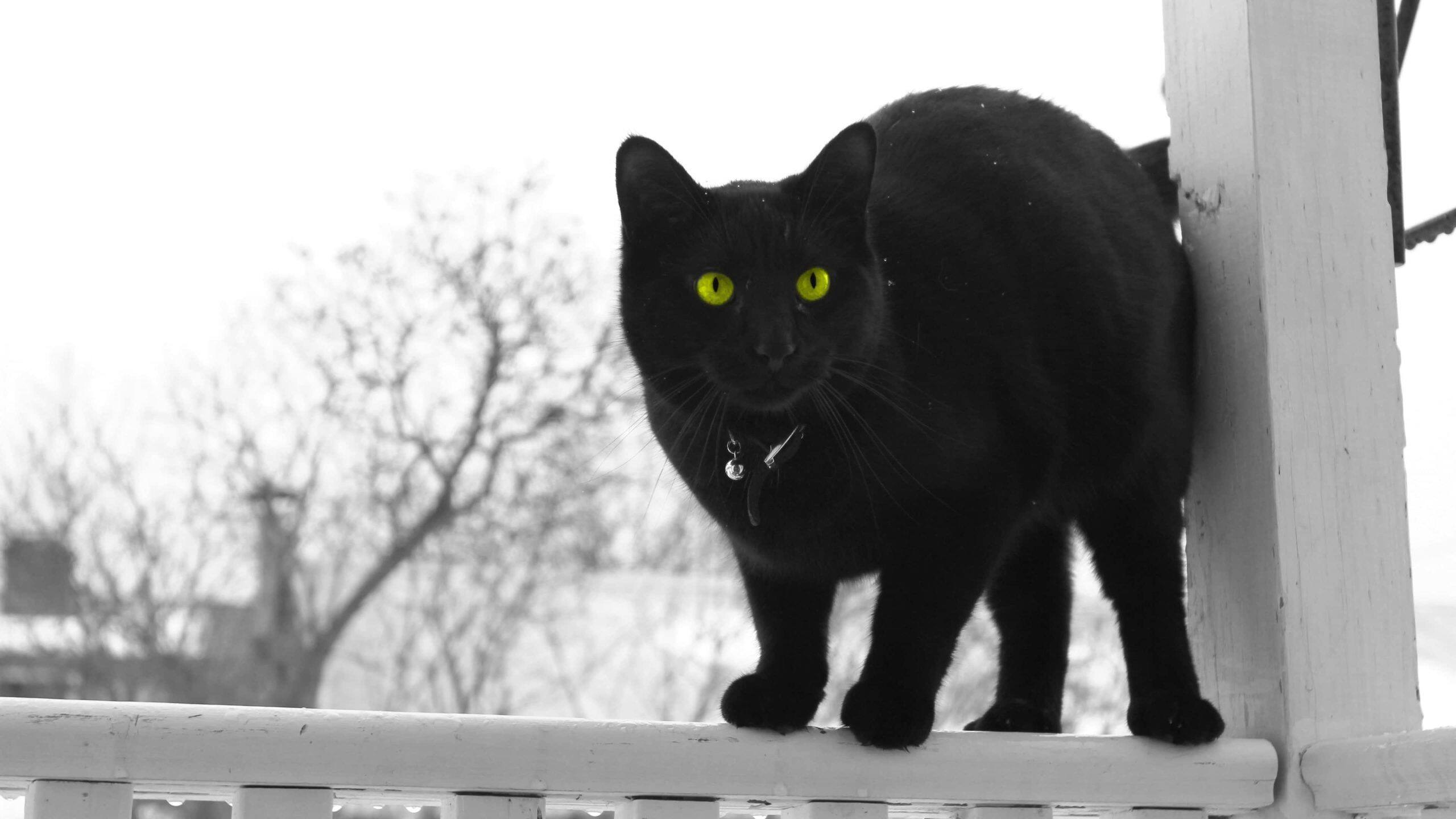 black cat v2