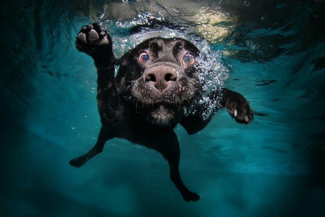 can-all-dog-swim