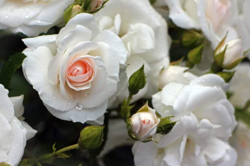 14 Romantic Rose Photos - Corel Discovery Center