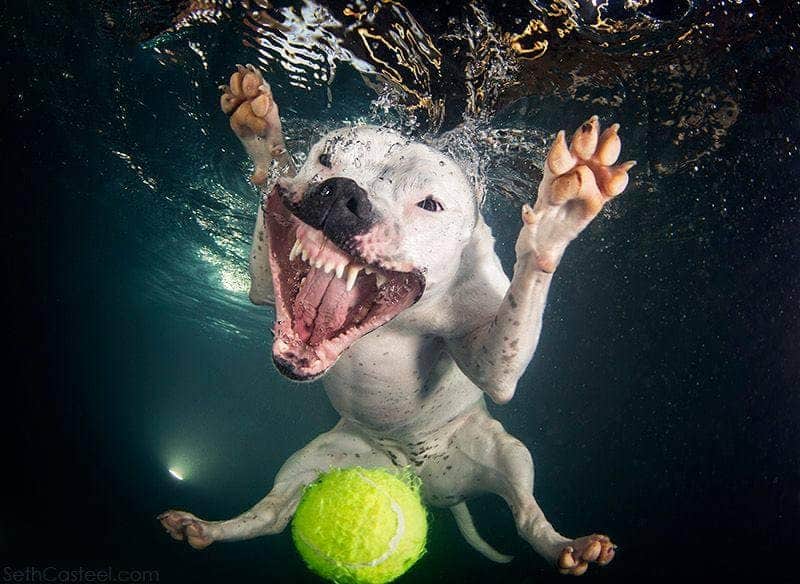 underwater-dogs-1