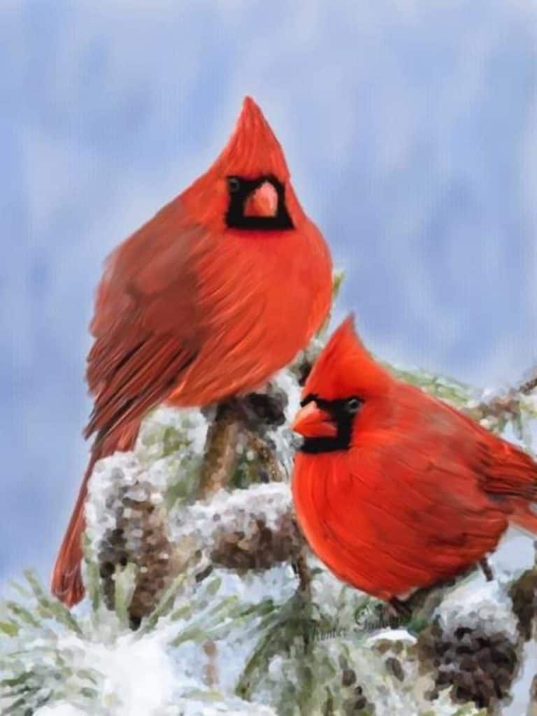Cardinal Love by Kimber Graham