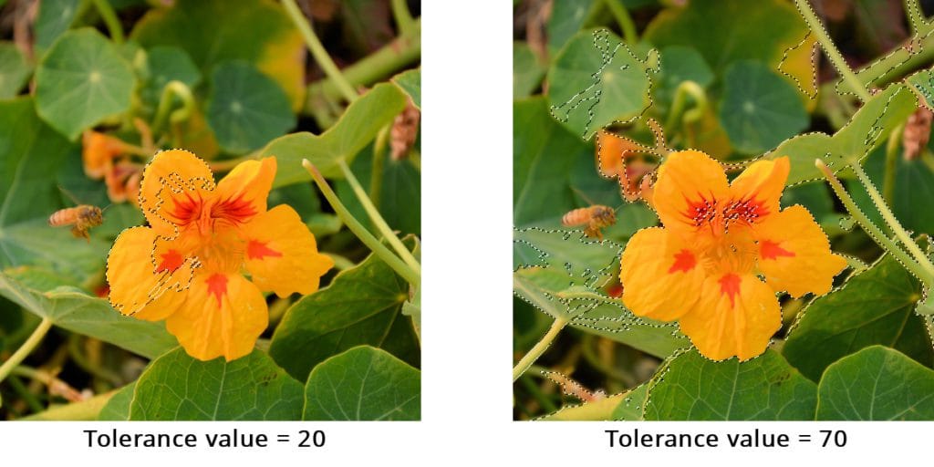 How to Use the Magic Wand Selection Tool Corel Discovery Center