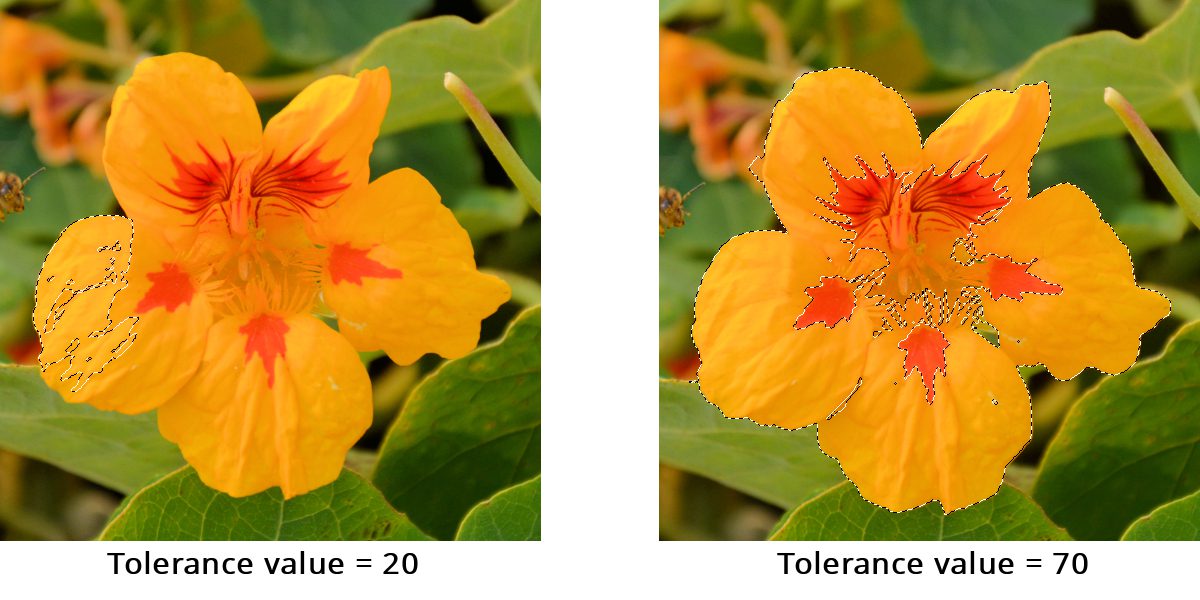 How to Use the Magic Wand Selection Tool Corel Discovery Center