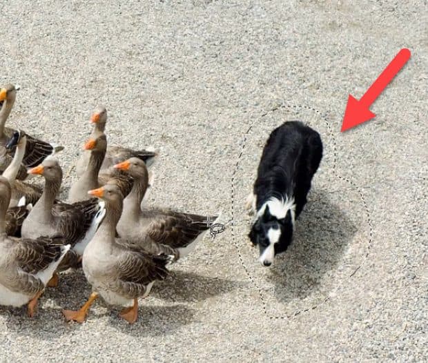 How to Use the Object Remover in Pro Corel Discovery Center