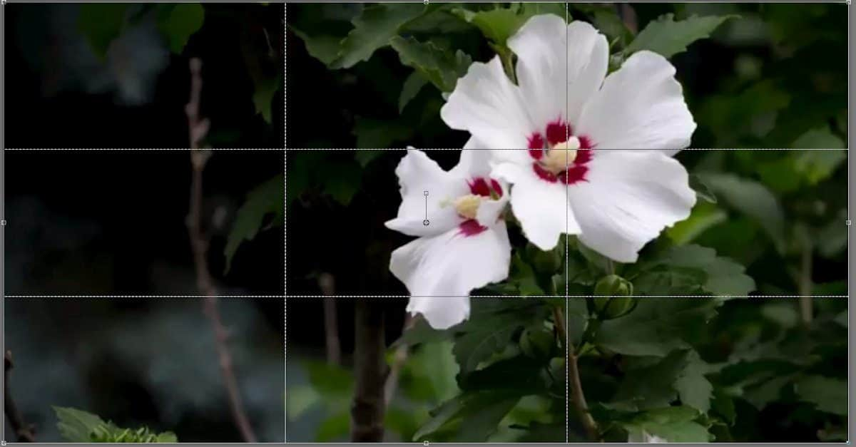 Cropping Photos for Better Composition - Corel Discovery Center