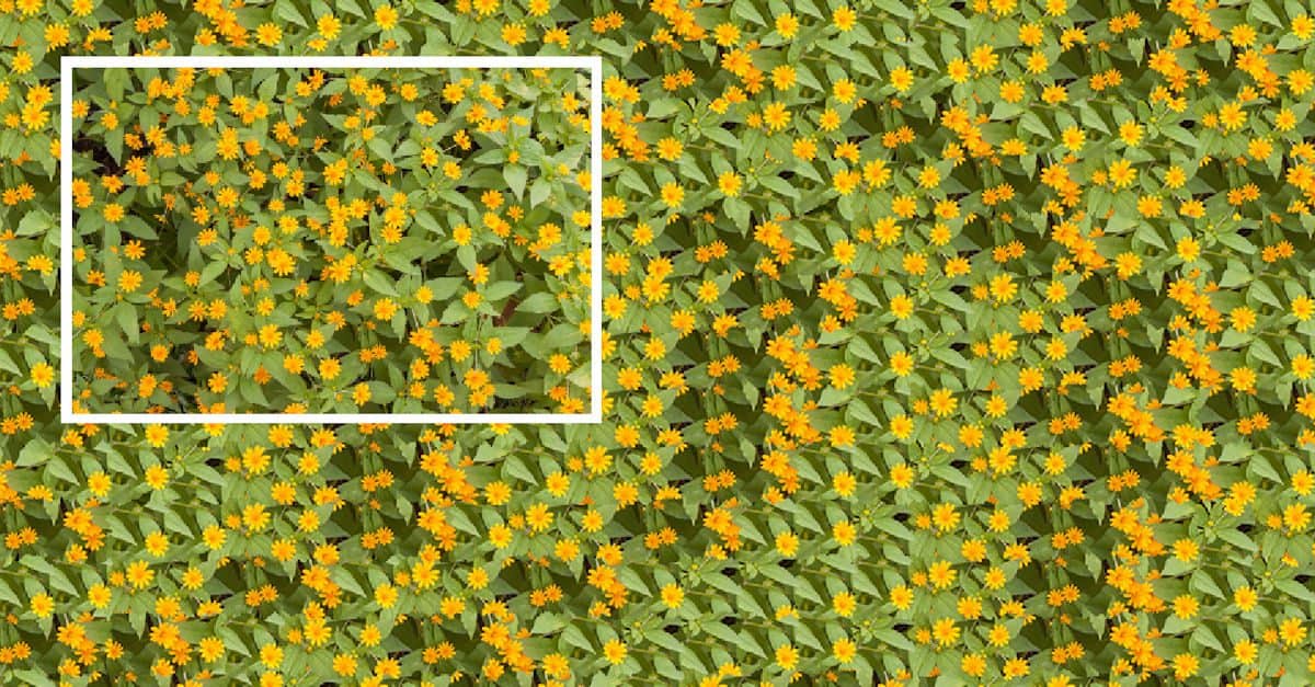 Texture Synthesis Corel Discovery Center