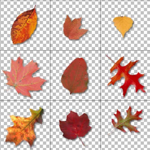 How to Use the Picture Tube Tool Corel Discovery Center